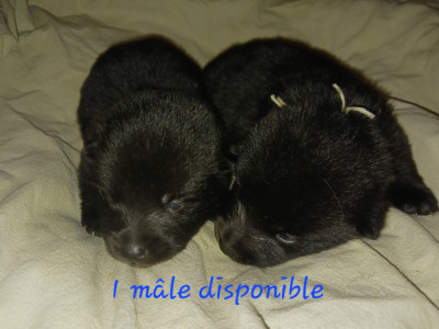 CHIOT 3