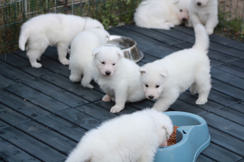 des Petites Pattes Blanches - Berger Blanc Suisse - Portée née le 16/09/2021