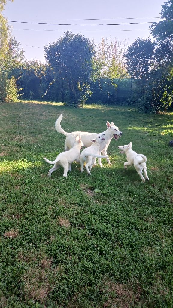 des Petites Pattes Blanches - Chiots disponibles - Berger Blanc Suisse