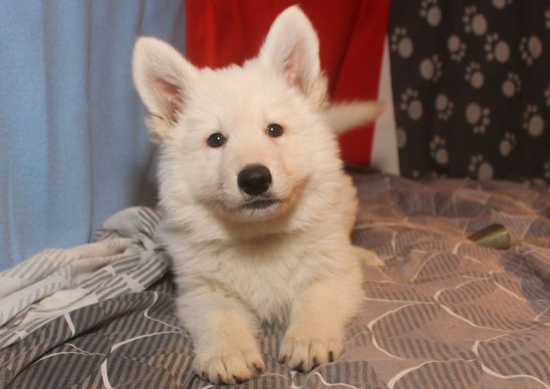 des Petites Pattes Blanches - Chiots disponibles - Berger Blanc Suisse