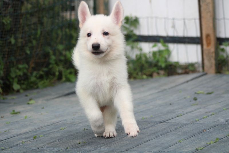 des Petites Pattes Blanches - Chiots disponibles - Berger Blanc Suisse
