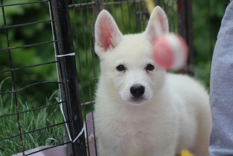 des Petites Pattes Blanches - Chiots disponibles - Berger Blanc Suisse