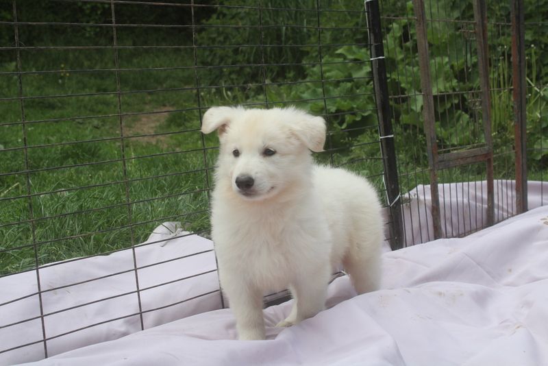 des Petites Pattes Blanches - Chiots disponibles - Berger Blanc Suisse