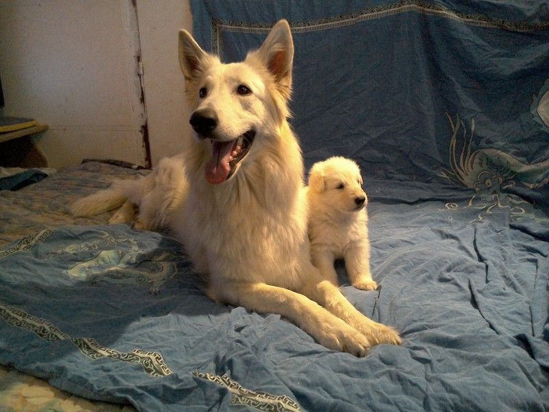 des Petites Pattes Blanches - Berger Blanc Suisse - Portée née le 30/08/2016