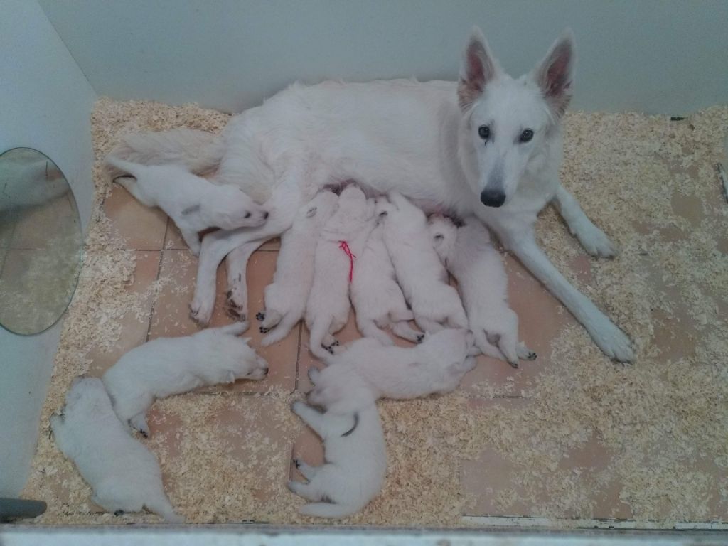 des Petites Pattes Blanches - Berger Blanc Suisse - Portée née le 05/01/2020