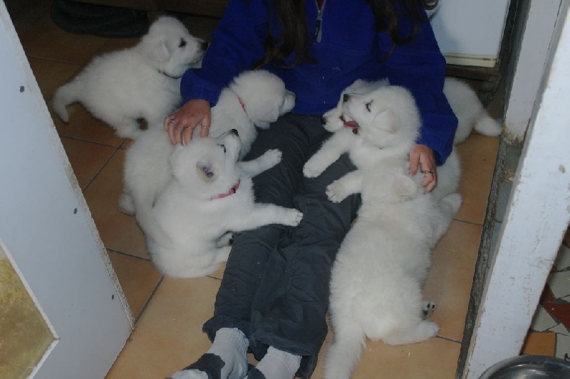 des Petites Pattes Blanches - Berger Blanc Suisse - Portée née le 29/10/2016
