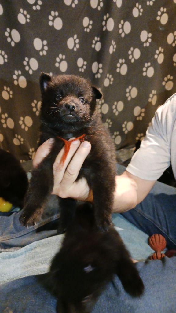 des Petites Pattes Blanches - Chiots disponibles - Schipperke