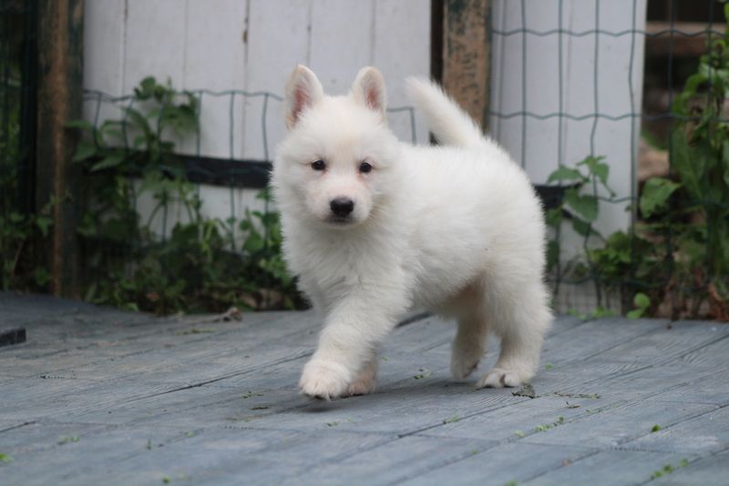 des Petites Pattes Blanches - Chiots disponibles - Berger Blanc Suisse