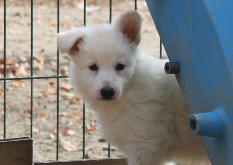des Petites Pattes Blanches - Berger Blanc Suisse - Portée née le 10/10/2018