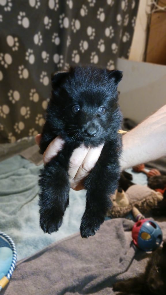 des Petites Pattes Blanches - Chiots disponibles - Schipperke
