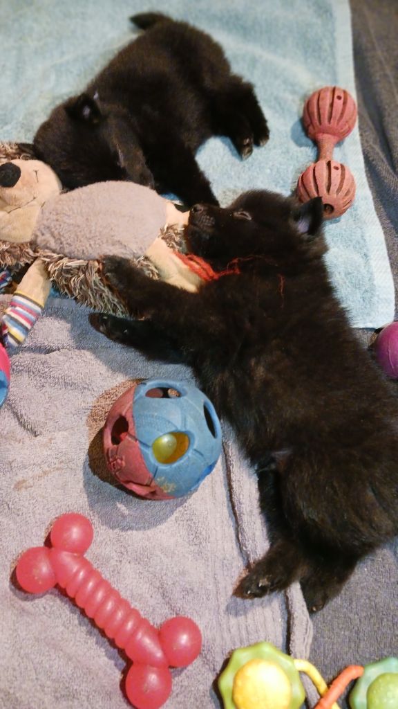 Chiot Schipperke des Petites Pattes Blanches